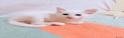 Angora turco gatti in regalo: 🐾 Splendidi gattini di Angora turco.  a Provincia di Lecce - Annuncio 6