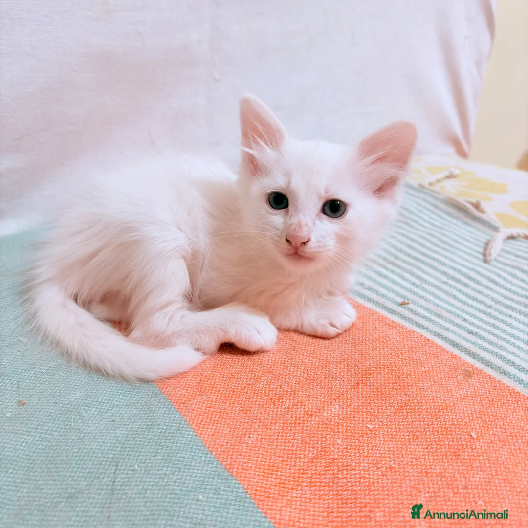 Angora turco gatti in regalo: 🐾 Splendidi gattini di Angora turco.  a Provincia di Lecce - Annuncio 6