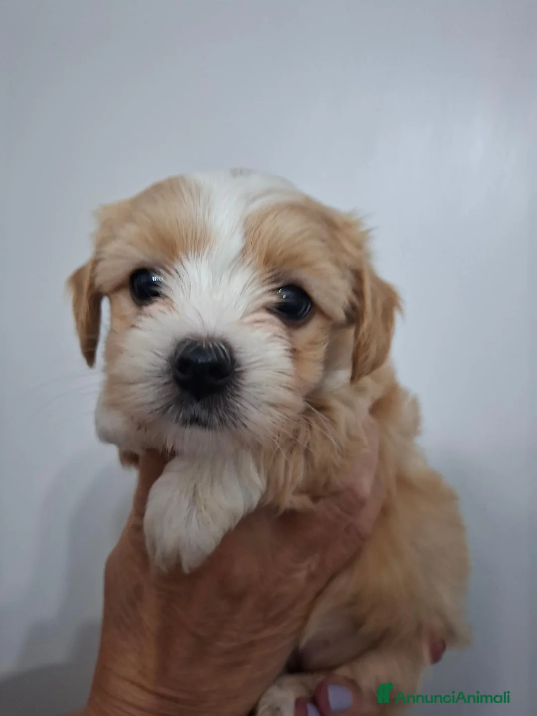 Maltipoo cani in vendita: Maltipoo di Prima Generazione  - Annuncio 2