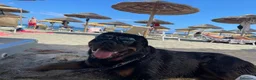 Rottweiler cani per accoppiamento: Splendido Stallone Rottweiler 4 anni a Città metropolitana di Milano - Annuncio 3