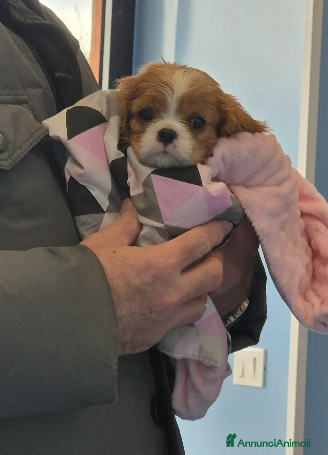 Cavalier King cani in vendita: Cuccioli maschi di Cavalier king - Annuncio 3