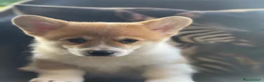 Corgi Pembroke 1