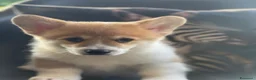 Corgi Pembroke cani in vendita: All.PAPILOVIT  - Annuncio 2