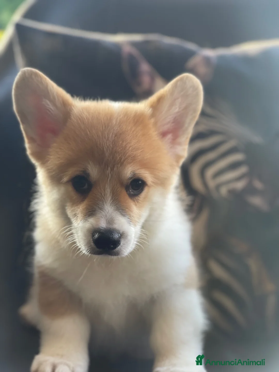 Corgi Pembroke cani in vendita: All.PAPILOVIT  - Annuncio 2
