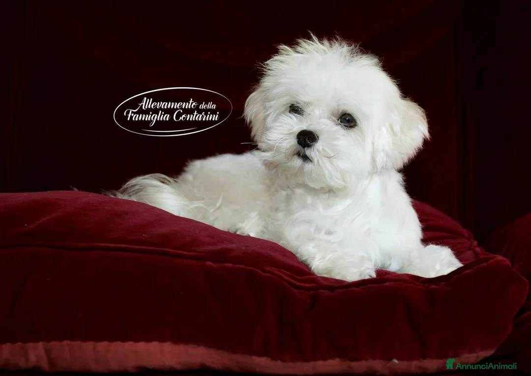 Maltese cani in vendita: Cuccioli Maltesi con Pedigree ENCI - Annuncio 2