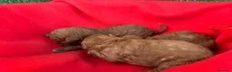 Barboncino cani in vendita: Cuccioli Barboncini red toy - Annuncio 4