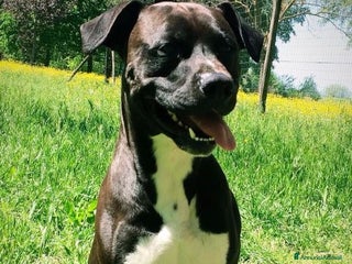 Meticcio cani JAISON socievole con le persone! - Annuncio 3