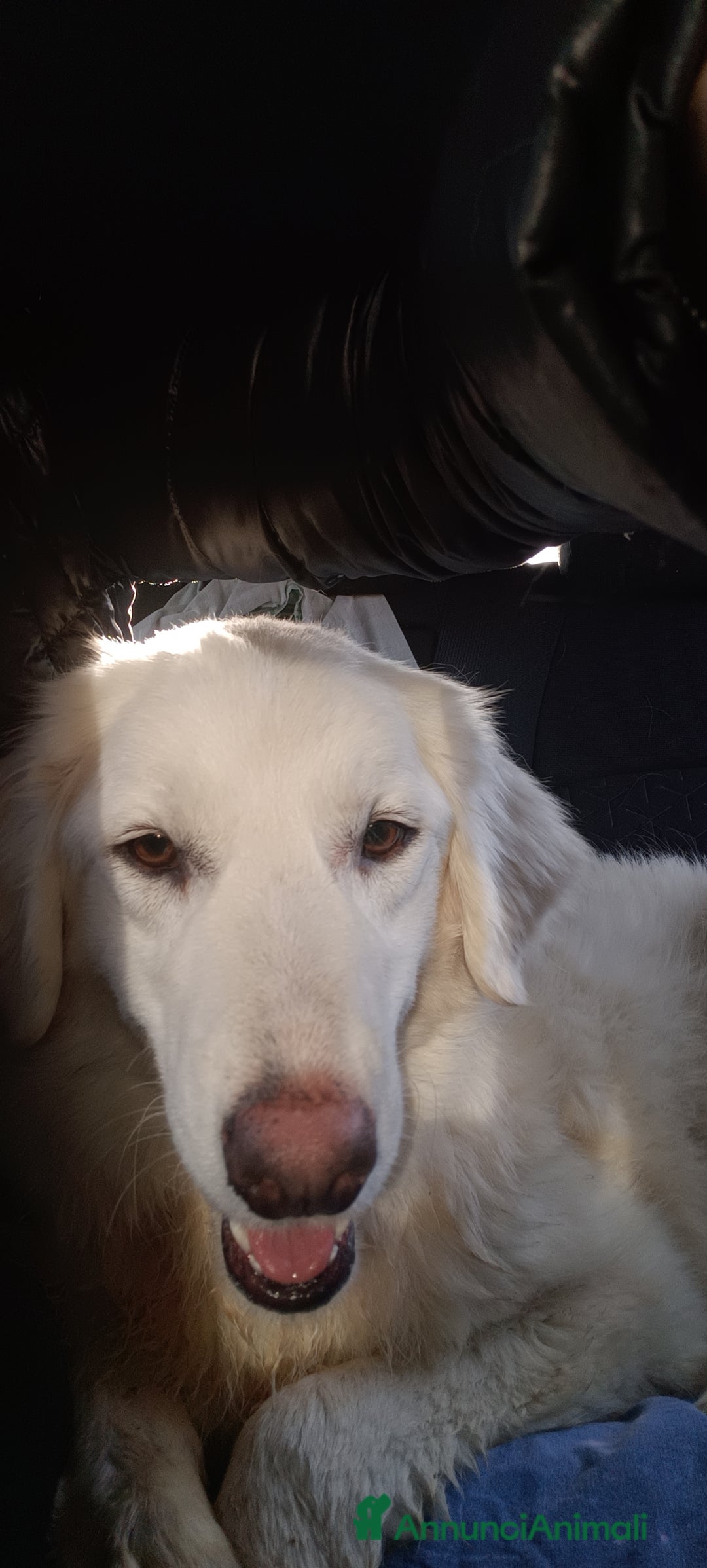 Meticcio cani in regalo: Asia  - Annuncio 5