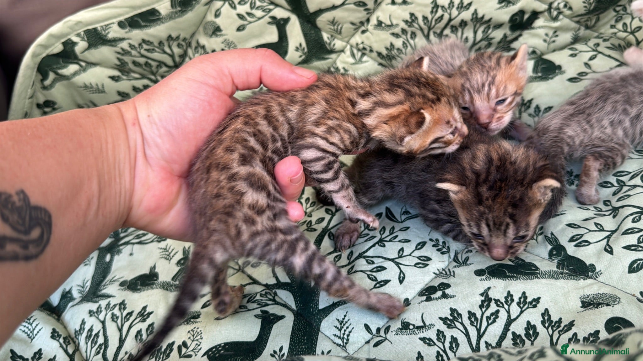 Meticcio gatti Gattini Millefiori mix Bengal  - Annuncio 5