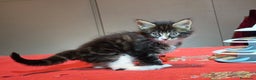 Maine Coon gatti in vendita: Vendo Cuccioli di Maine Coon - Annuncio 17