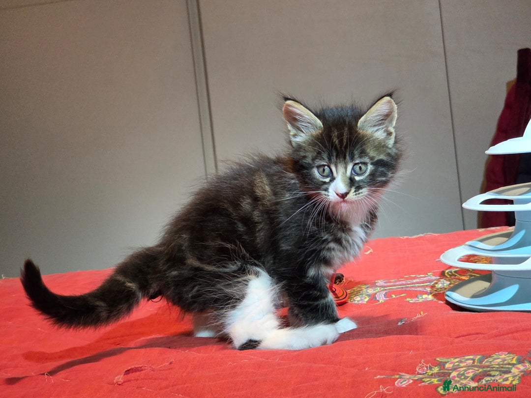Maine Coon gatti in vendita: Vendo Cuccioli di Maine Coon - Annuncio 17