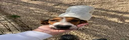 Segugio cani in regalo: ADOTTA PENNY a Provincia di Arezzo - Annuncio 2