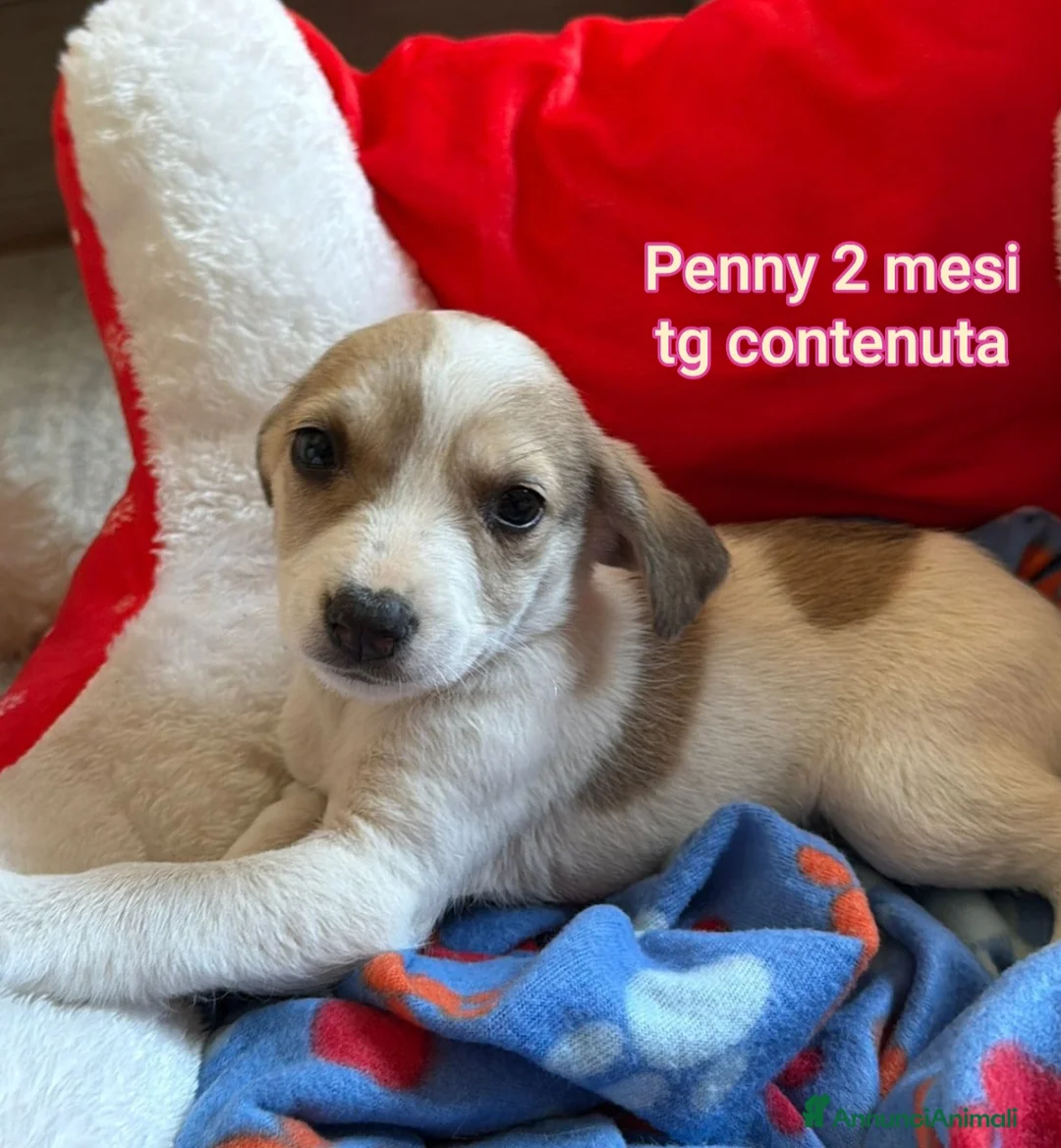 Meticcio cani in regalo: CUCCIOLI ESCLUSI E SOLI a Città Metropolitana di Genova - Annuncio 1