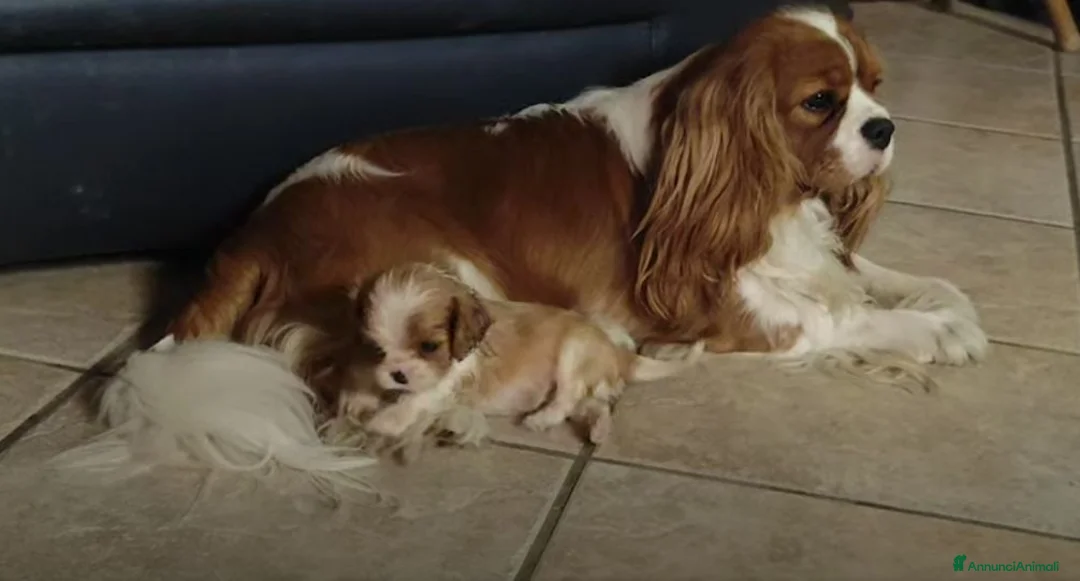 Cavalier King cani in vendita: Cucciolata Cavalier King - Annuncio 2