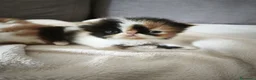 Persiano gatti in vendita: Gattini persiani  - Annuncio 6