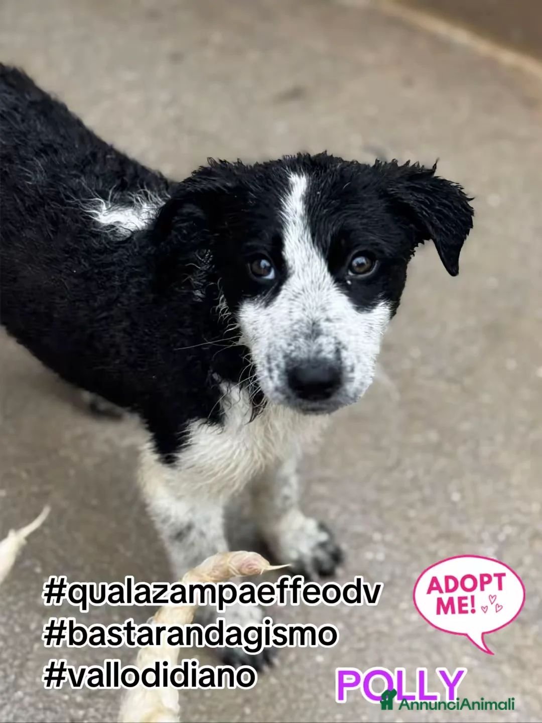 Meticcio cani in regalo: POLLY 3 mesi cucciola coccolona - Annuncio 1