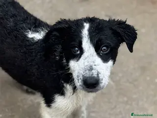 Meticcio cani POLLY 3 mesi cucciola coccolona - Annuncio 40