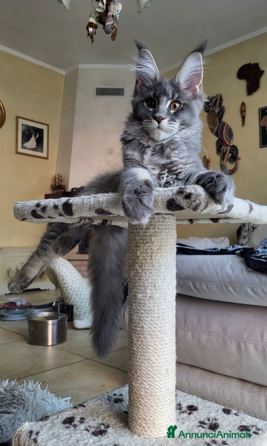 Maine Coon gatti in vendita: Petra - Annuncio 1