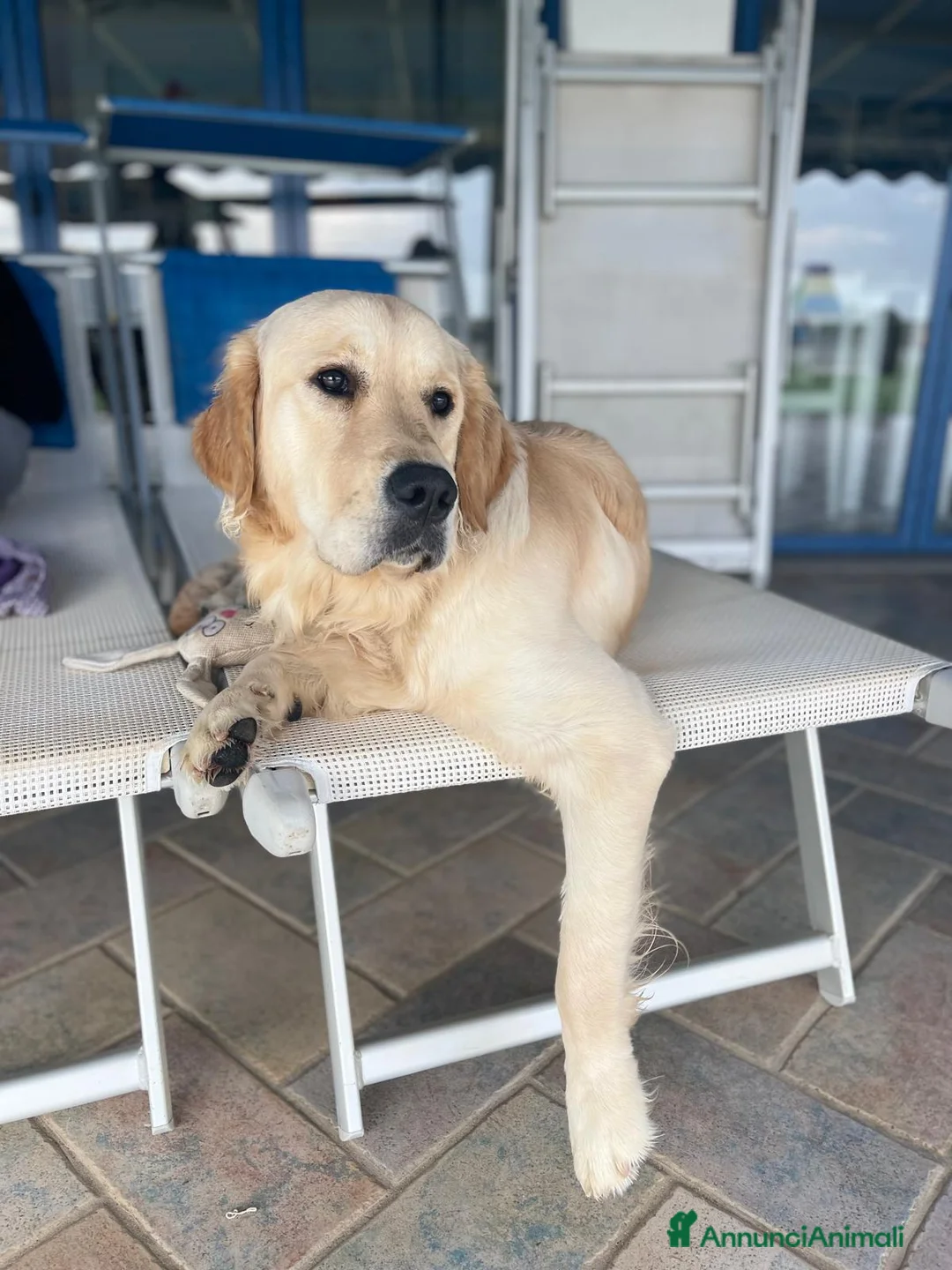 Golden Retriever cani in vendita: Vendesi cuccioli Golden Retriever - Annuncio 19