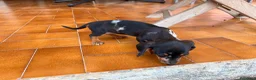 Bassotto cani in vendita: Bassottina - Annuncio 5