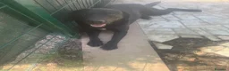Labrador cani in vendita: Cuccioli di Labrador miele e neri a Spoleto (PG) - Annuncio 11
