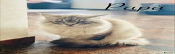 Siberiano gatti in vendita: Disponili cuccioli siberiani! Occhi azzurri! - Annuncio 13
