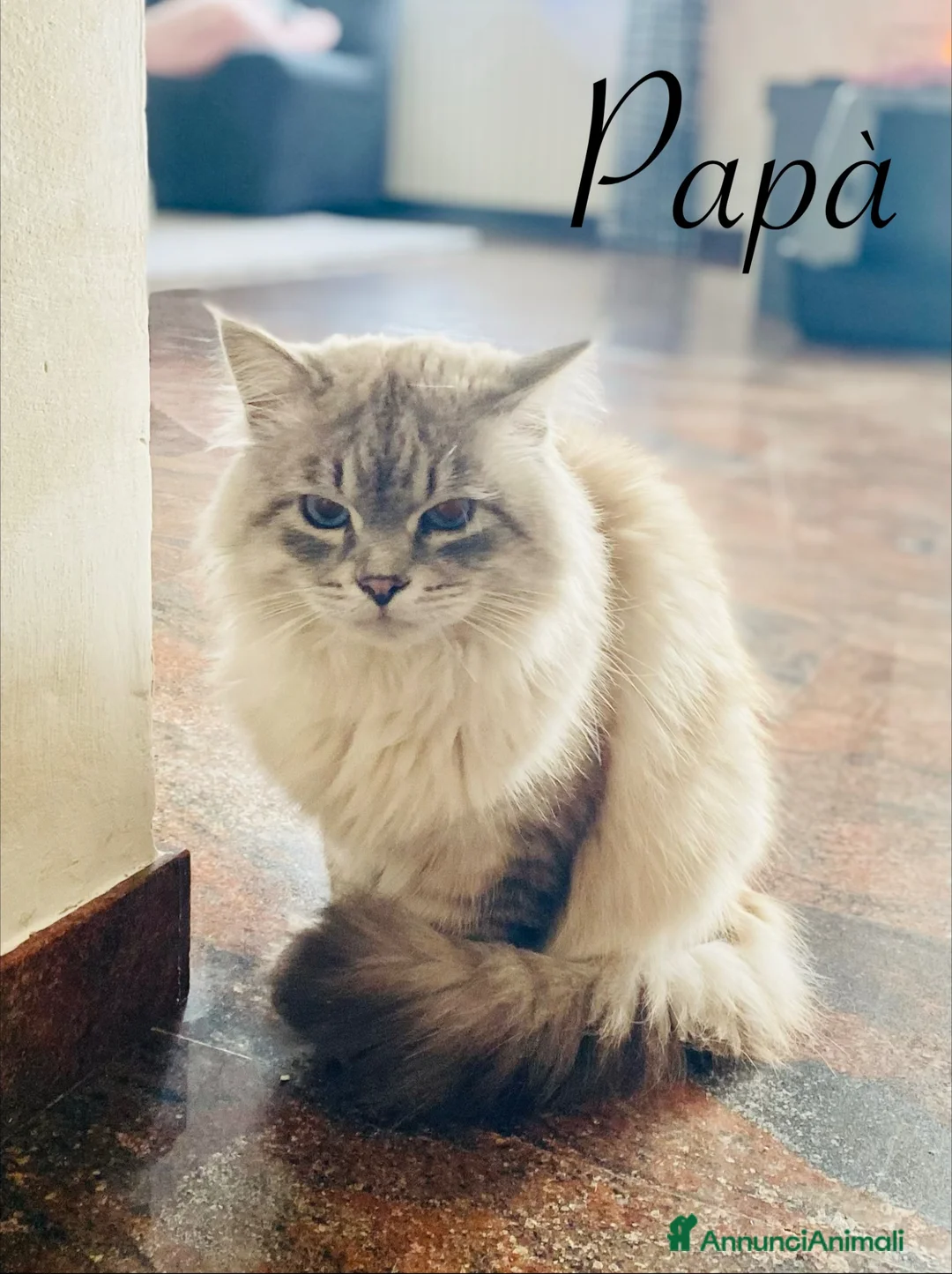 Siberiano gatti in vendita: Disponili cuccioli siberiani! Occhi azzurri! - Annuncio 13