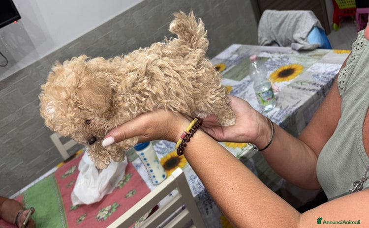 Barboncino Toy cani a Provincia di Taranto - Annuncio 20