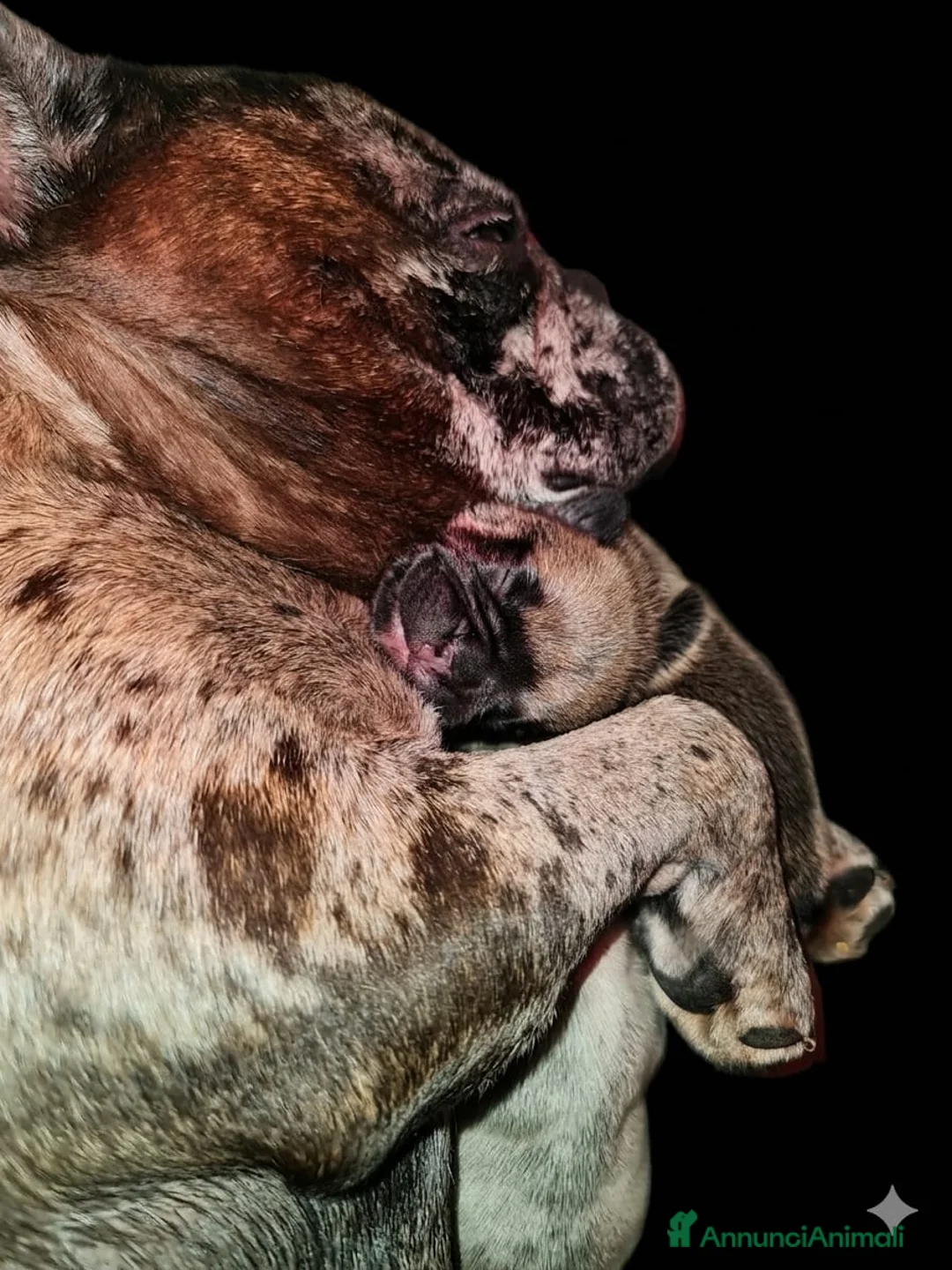 Bulldog Francese cani in vendita: Bulldog francese cuccioli - Annuncio 7