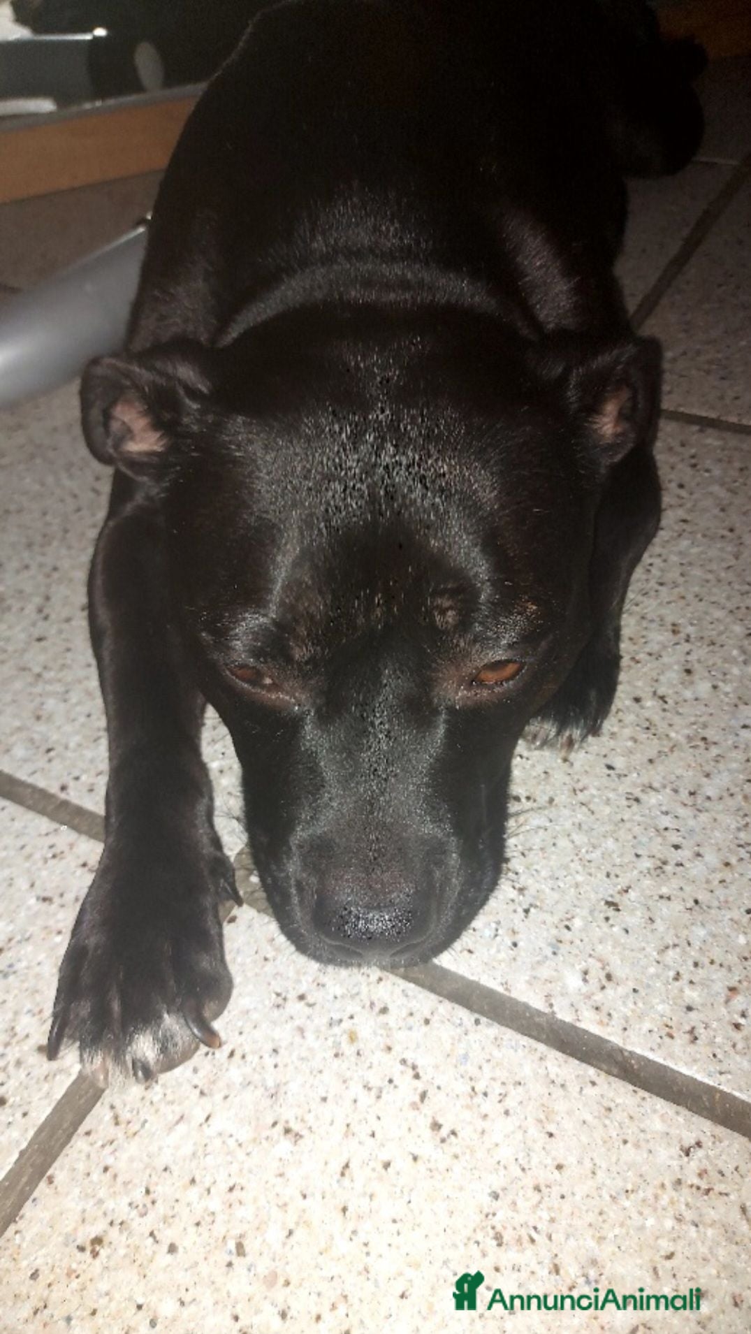 Staffordshire cani STAFFORDSHIRE BULL TERRIER  - Annuncio 21