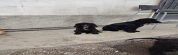 Meticcio cani in vendita: 🐶 CUCCIOLI DI COCKER SPANIEL IN VENDITA 🐶 - Annuncio 6