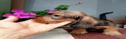 Bassotto cani in vendita: Bassotto pelo duro nano con pedigree  - Annuncio 9
