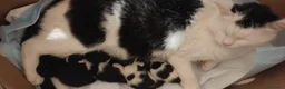 Altre razze gatti in regalo: Regaliamo piccole micine 📍VCO, Piemonte - Annuncio 2