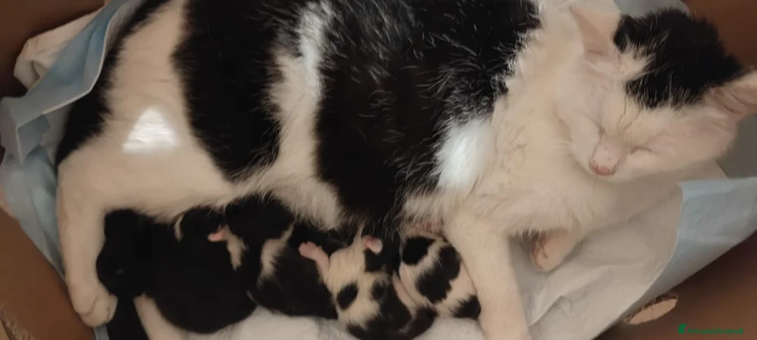 Altre razze gatti in regalo: Regaliamo piccole micine 📍VCO, Piemonte - Annuncio 2