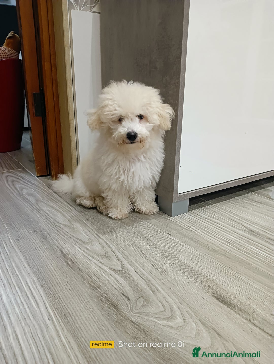 Meticcio cani in vendita: Maltipoo barboncino maschio  - Annuncio 3