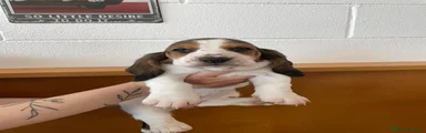 Bassethound Cucciolo 5