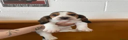 Bassethound cani in vendita: Cucciolata Bassethound  a Città metropolitana di Milano - Annuncio 17