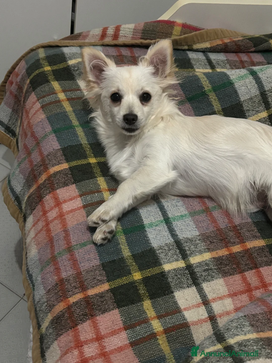 Meticcio cani per accoppiamento: coco cerca fidanzata - Annuncio 5