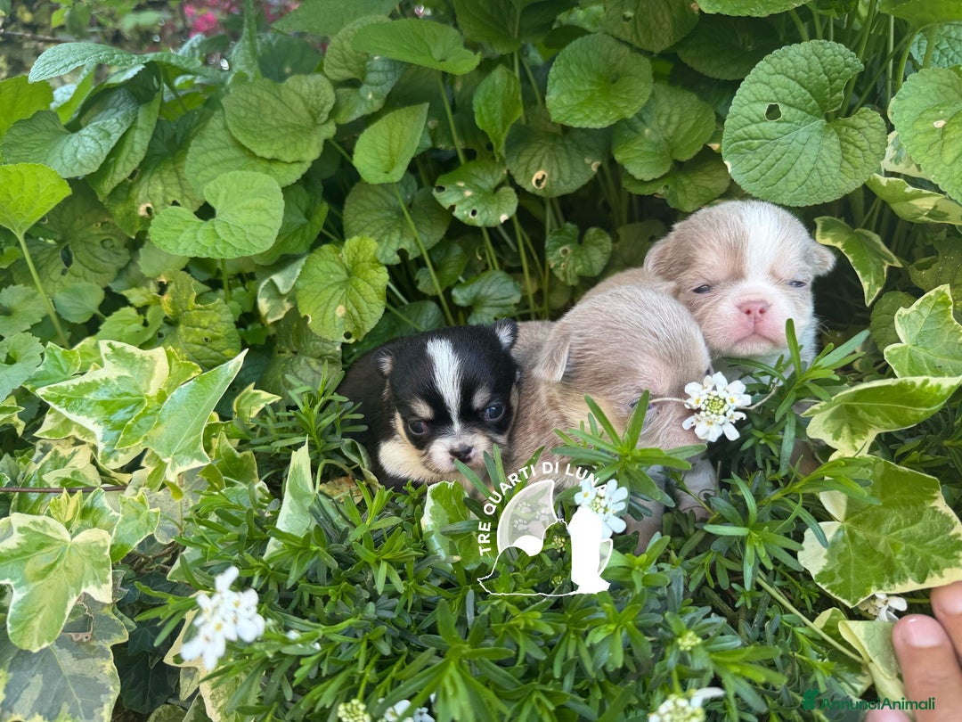 Chihuahua cani in vendita: Cucciolo Chihuahua TreQuartidiLuna Disponibile  - Annuncio 4