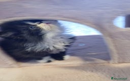 Persiano gatti in vendita: Cuccioli persiani  a Provincia di Ravenna - Immagine 5
