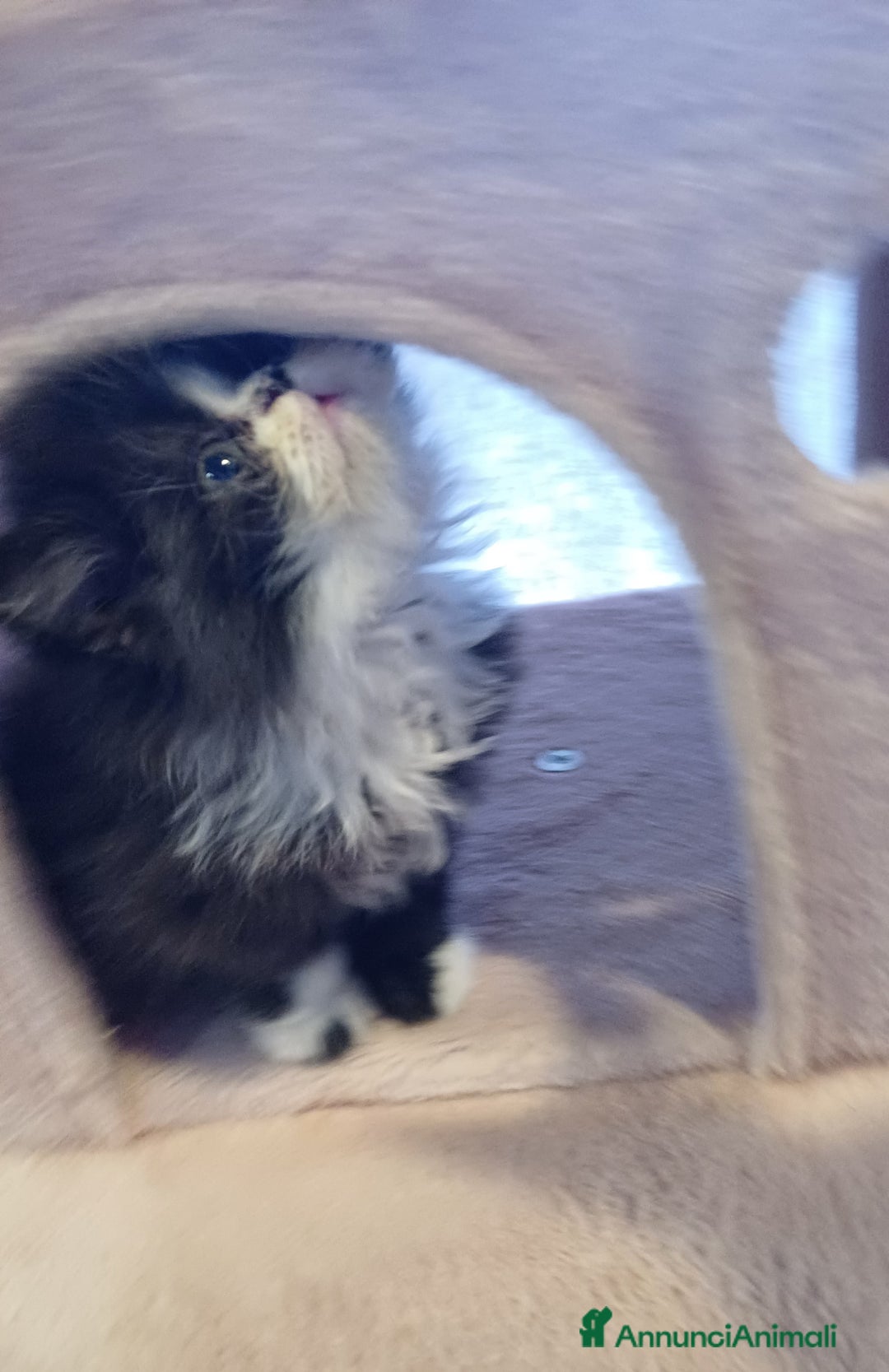Persiano gatti in vendita: Cuccioli persiani  a Provincia di Ravenna - Immagine 5