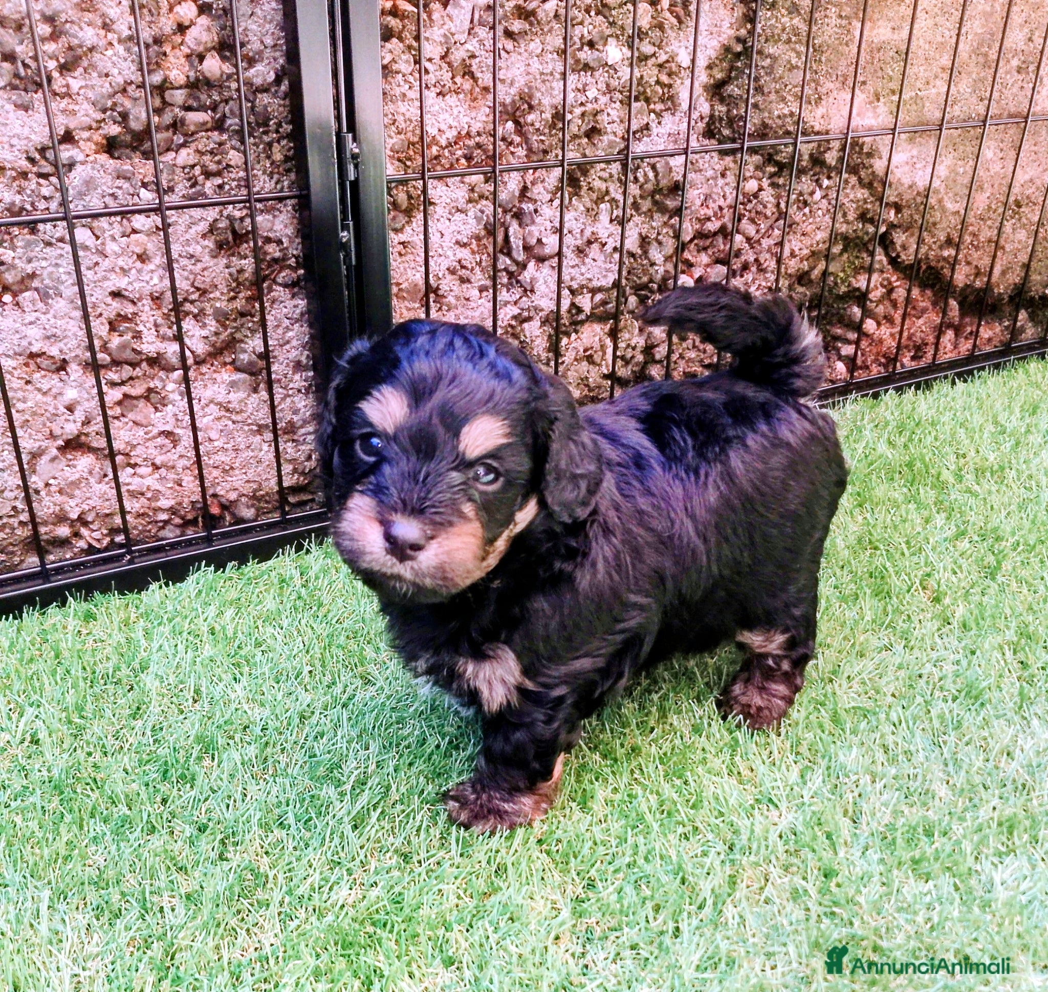 Maltipoo cani Cuccioli di Maltipoo  - Annuncio 1