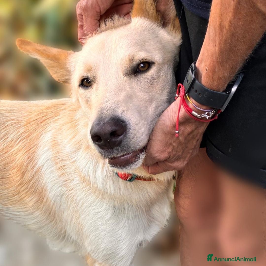 Meticcio cani ROMEO 💙 - meraviglioso, nessuno chiama per lui 😢 - Annuncio 2