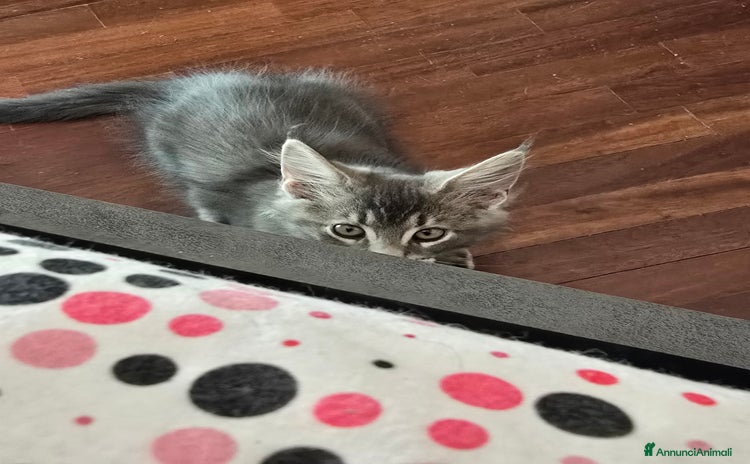 Maine Coon gatti a Provincia di Fermo - Annuncio 3