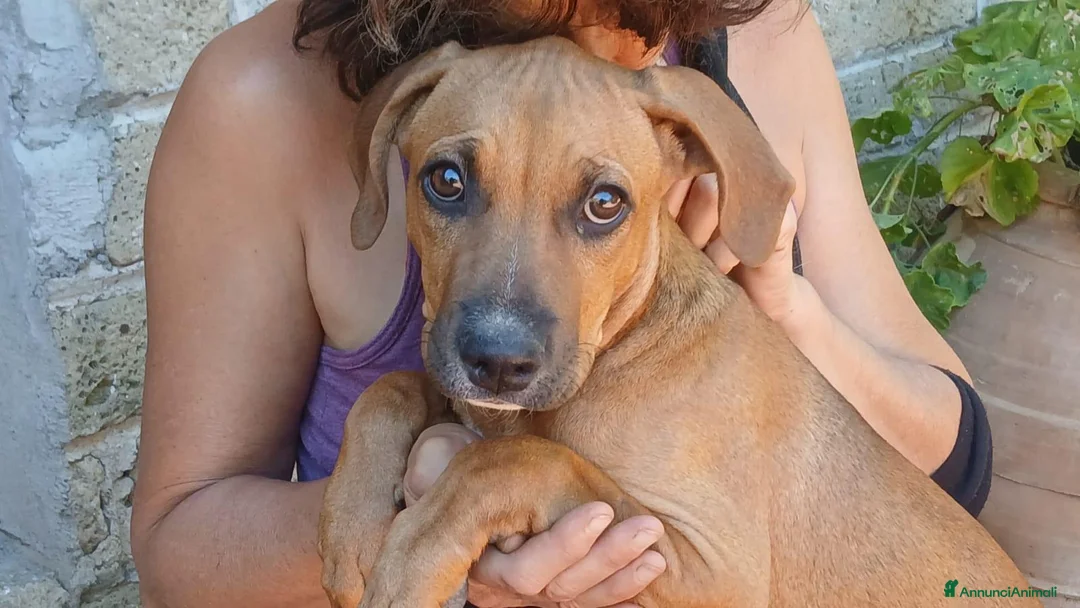Meticcio cani in regalo: LA CUCCIOLA VIOLA NON VUOLE VIVERE IN CANILE - Annuncio 1