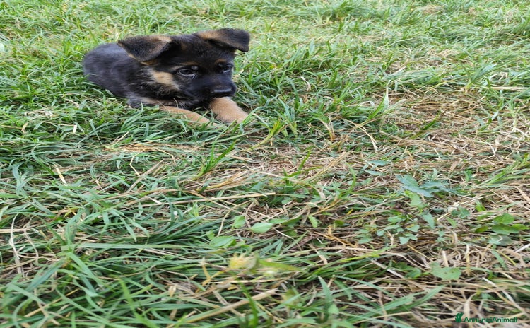 Pastore Tedesco cani a Città metropolitana di Roma Capitale - Annuncio 1