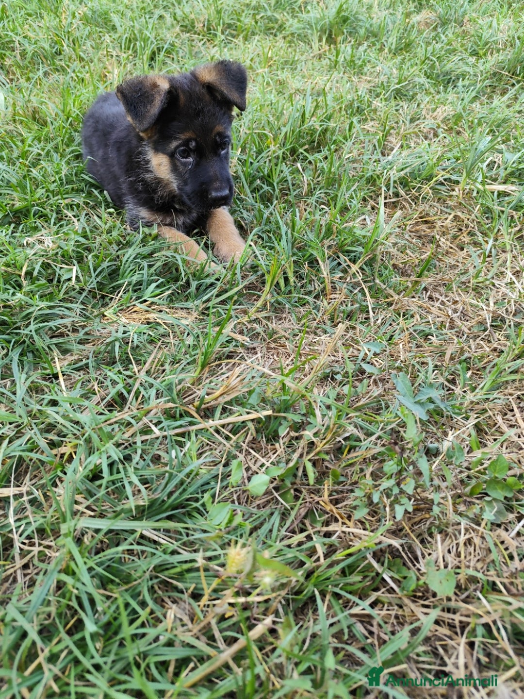 Pastore Tedesco cani in vendita: Cuccioli figli di pastori tedeschi perfetti a Città metropolitana di Roma Capitale - Immagine 1