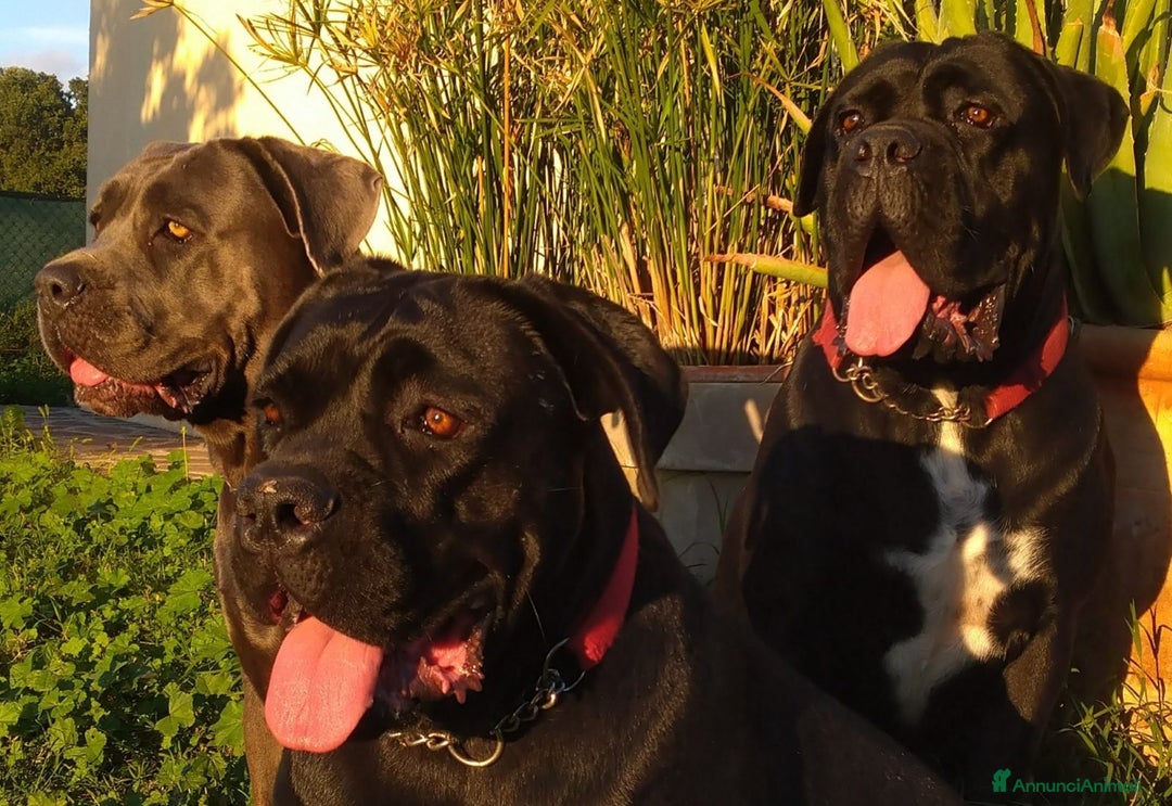 Cane Corso cani in vendita: Cuccioli maschi Cane Corso  a Città Metropolitana di Bologna - Immagine 6