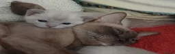 Burmese gatti in vendita: Gattine Burmese Europei Chocolate Brown a Città Metropolitana di Bologna - Annuncio 4