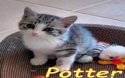 Europeo gatti in regalo: POTTER DOLCISSIMO GATTINO - Immagine 4